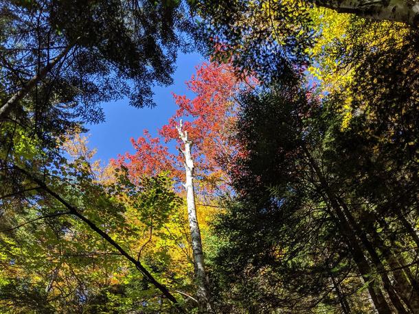 Autumn on the hike to Arethusa Falls  Harts Location New Hampshire x