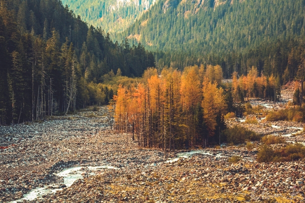 Autumn tones in Mount Rainier National Park Washington  itkjpeg