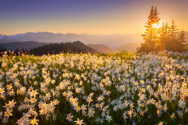 avalanche lilies bloom in olympic mountains northwestern usa photographer danny seidman 