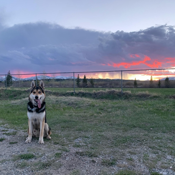 Awesome dog awesome sunset