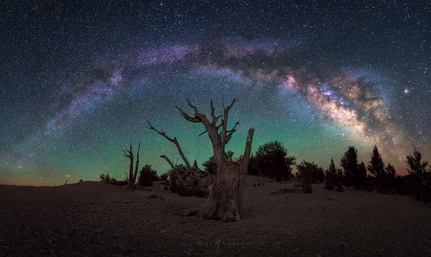 Awestruck Milky Way and Bristlecone Pine in California By Michael Shainblum 