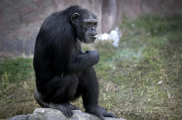 Azalea a -year-old female chimpanzee whose Korean name is Dallae smokes a cigarette at the Central Zoo in Pyongyang North Korea 