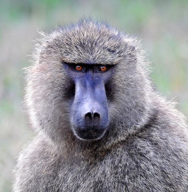 Baboon in Ngorongoro Striking Eyes 