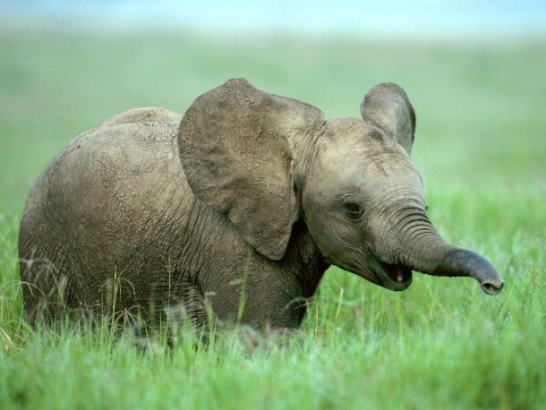Baby African elephant Loxodonta africana
x
