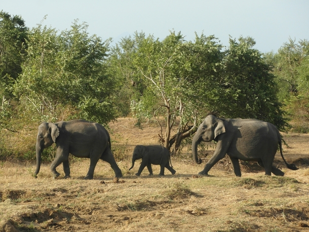 Baby elephant escorted by two elephants - Udawalawe National Park Sri Lanka 