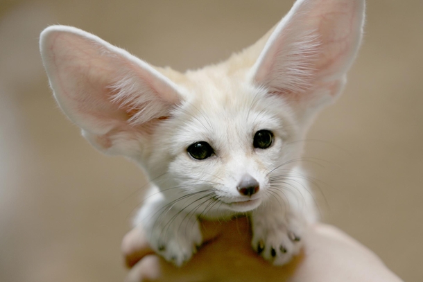 Baby fennec fox 