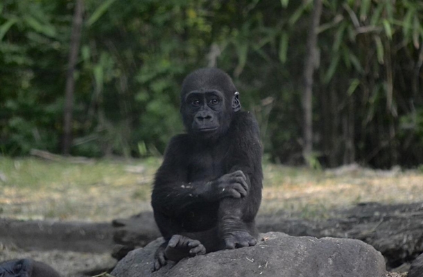 Baby gorilla deep in thought 
