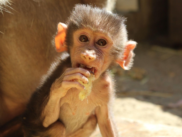 Baby hamadryas baboon 