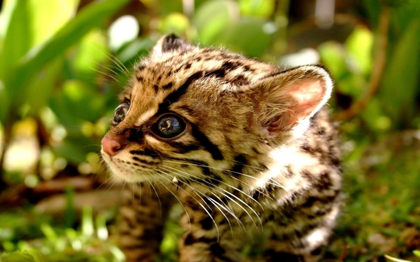 Baby Ocelot Leopardus Pardalis 