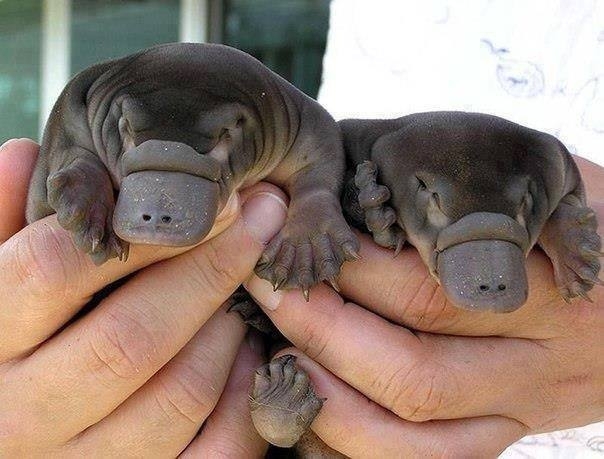 Baby Platypuses x-post from rpics 