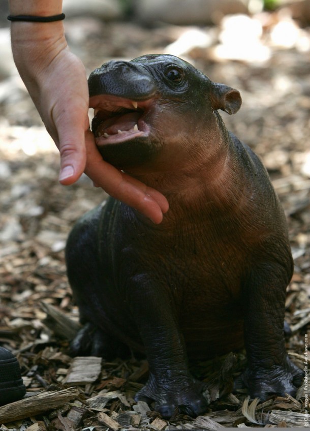 Baby pygmy hippo Choeropsis liberiensis now with tiny teeth 