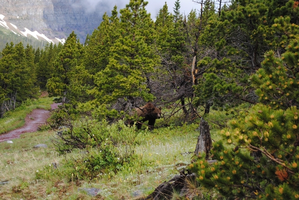 Backpacking in Glacier National Park every corner can hold a new surprise Grizzly Bear Ursus arctos spp 
