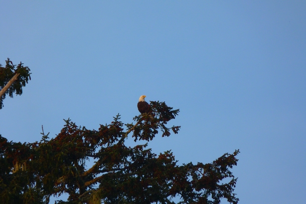 Bald Eagle at Toleak Point WA 