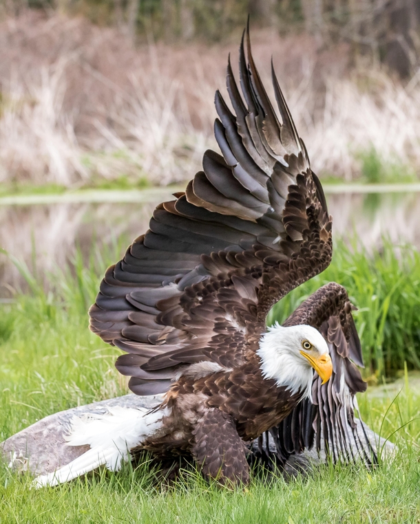 Bald Eagle doing a superhero landing
