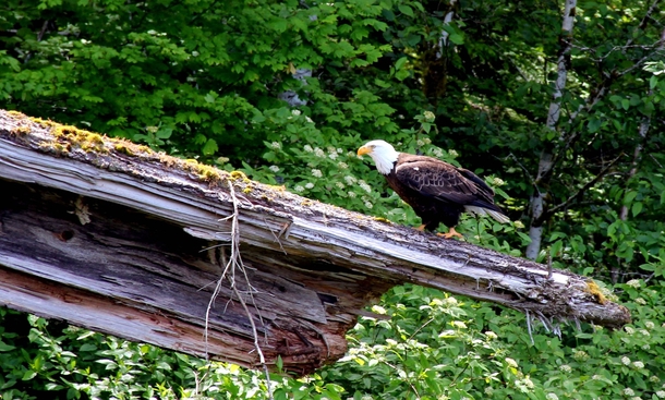 Bald Eagle Encounter While Kayaking by Mt St Helens WA  album in comments