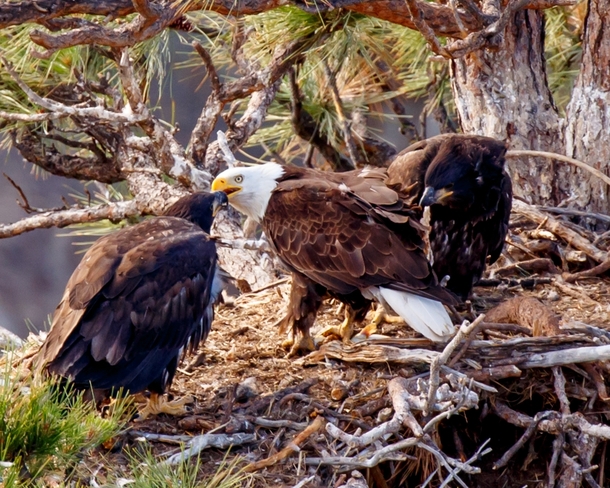 Bald eagle family by Terrebonne OR 