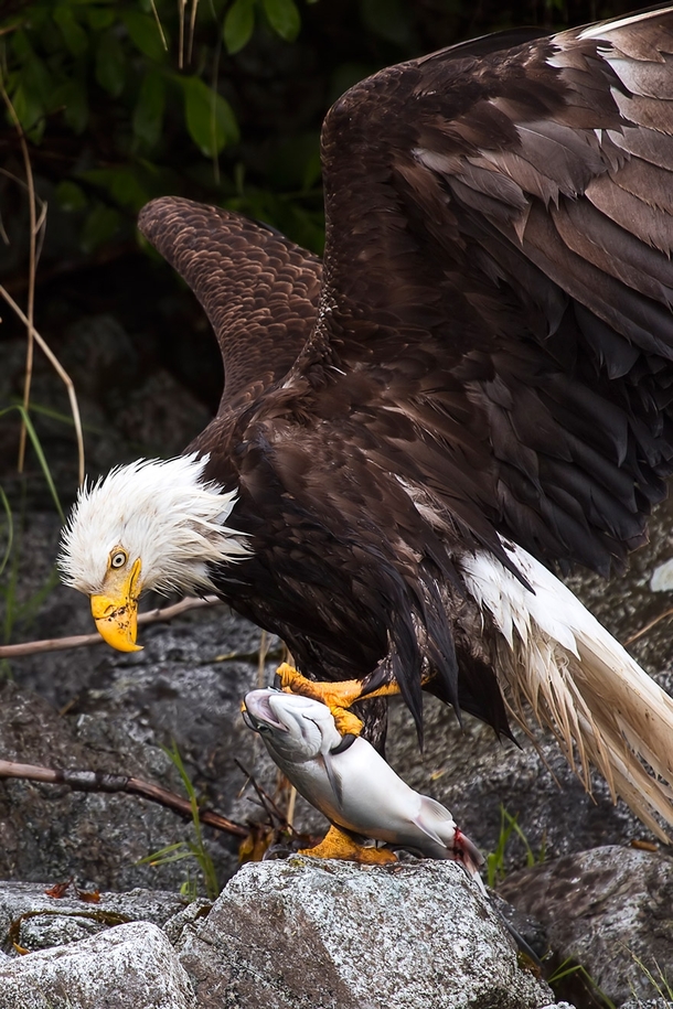 Bald Eagle having lunch Glacier Bay Wilderness Area Alaska  photo by David Bahr