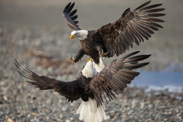 Bald eagles battle over fish 