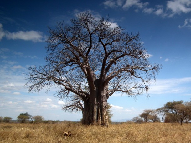 Baobab in Tanzania 