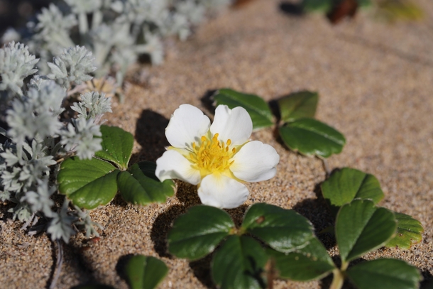 Beach Strawberry Fragaria chiloensis Abbotts Lagoon Point Reyes National Seashore California 