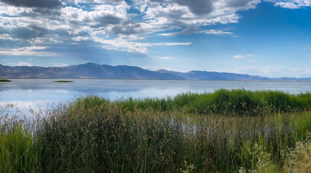 Bear River Migratory Bird Refuge Utah 