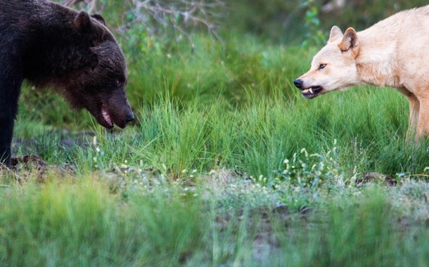 Bear vs Wolf 