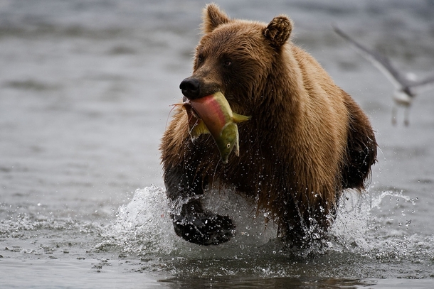 Bear with his catch x -post from rpics 