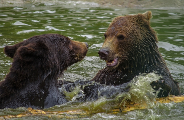 Bears playing 