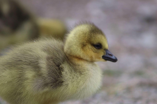 Beautiful Baby Goose Chick