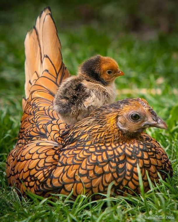 http://photorator.com/photos/images/beautiful-chicken-plumage-x-post-from-rpics-20760.jpg
