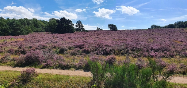 beautiful heather in Havelte The Netherlands 