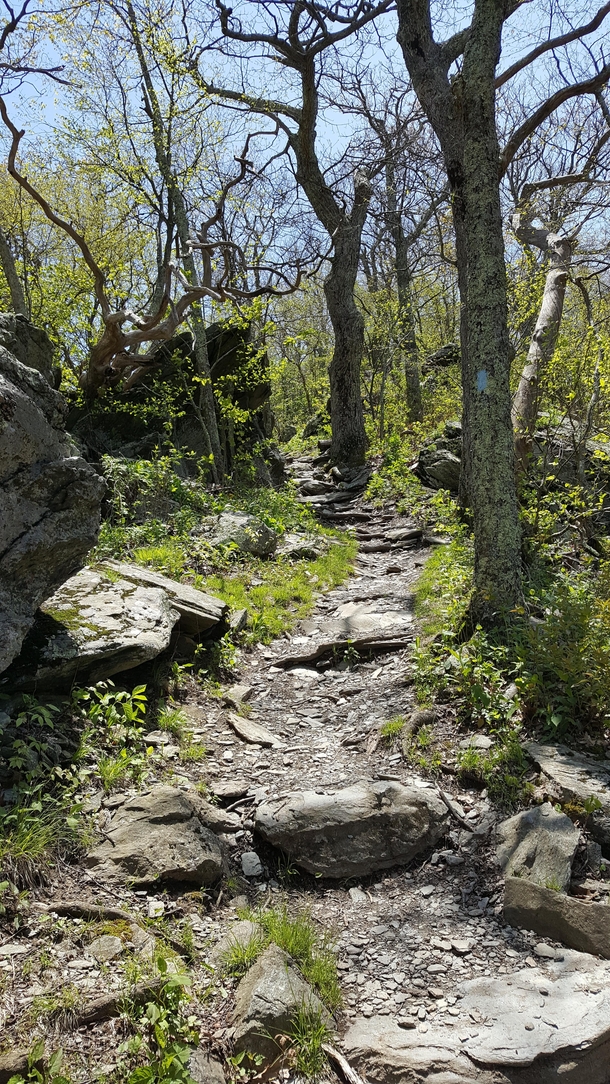 Beautiful path in Shenandoah National Park 