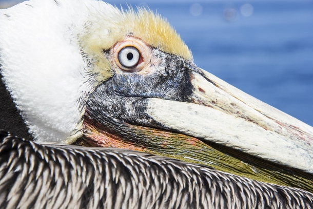 Beautiful Pelican on Catalina Island OC 