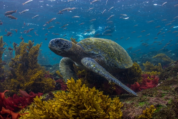 Beautiful Posing Sea Turtle near the Galapagos Islands Photo by Marcus Coombes 