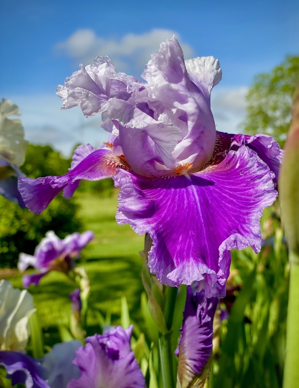Beautiful purple Iris