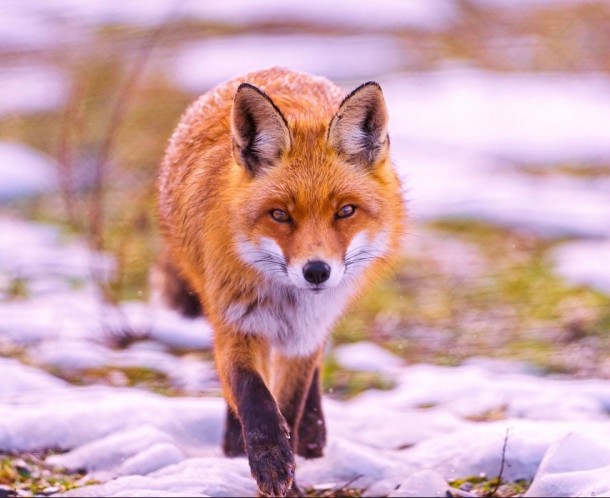 Beautiful Red Fox 