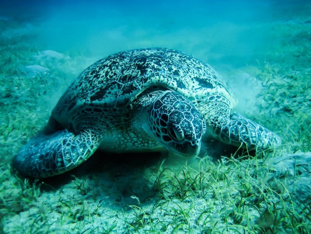 Beautiful sea turtle in the Red sea