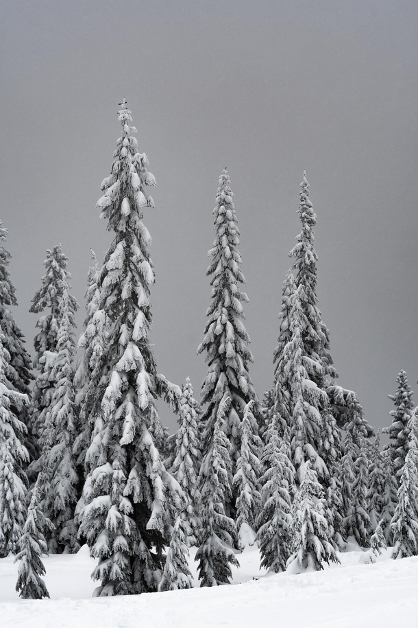 Beautiful snow laden trees near Stevens Pass WA 