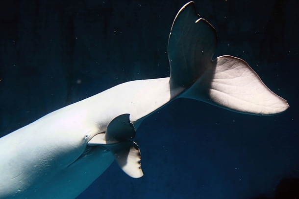 Beluga whale Zhuo Ya giving birth to her first offspring at Changsha Underwater World China  x-post rWhales