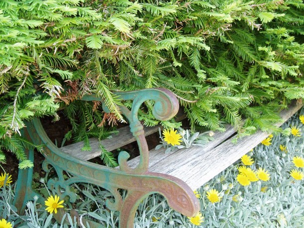 Bench being reclaimed by nature NorCal 