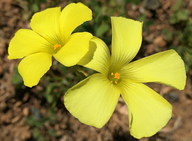Bermuda Buttercup invasive import from Africa - Oxalis pes-caprae 