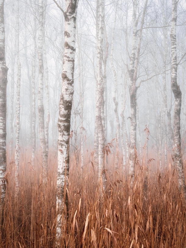 Birch trees in December mist Federsee Germany 