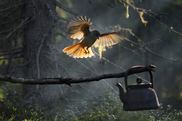 Bird in Flight Tea Kettle 