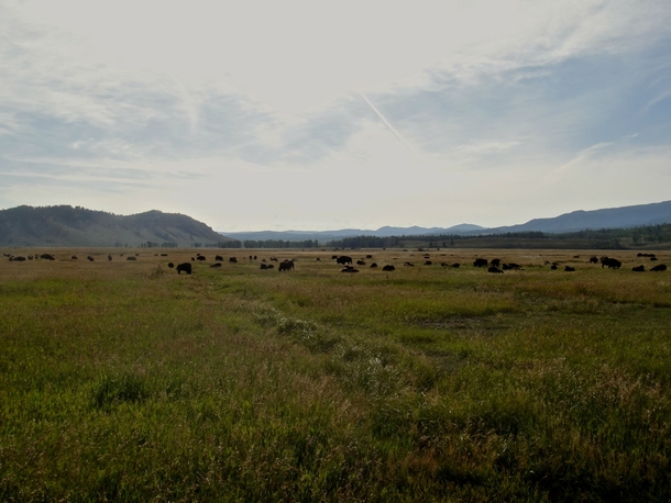 Bison herd lounging around Wyoming 