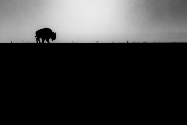 Bison in the distance