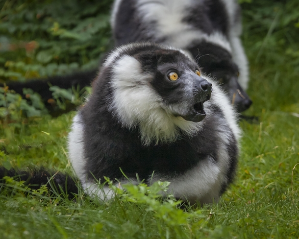 Black and White Ruffed Lemur - Just getting involved in a shouting match with another member of the troop