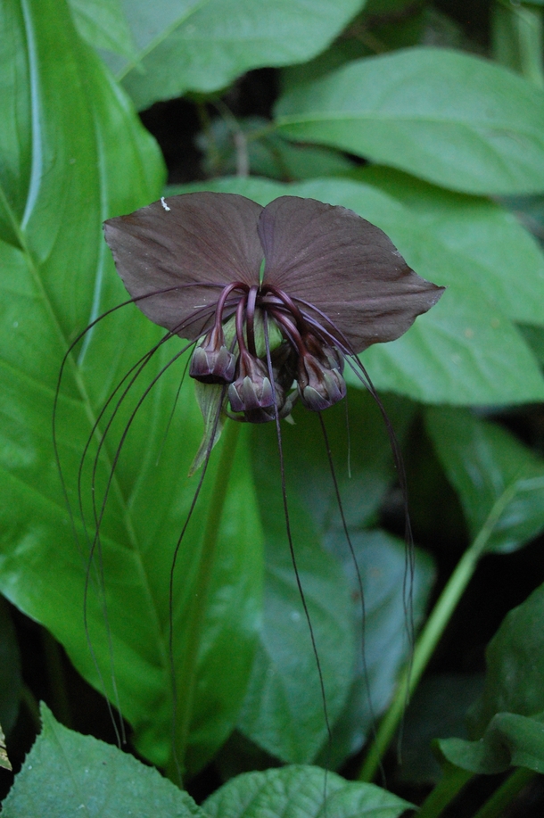 Black Bat Flower Tacca chantrieri 