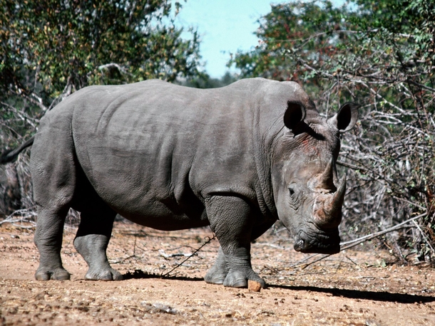 Black Rhinoceros Diceros Bicornis 