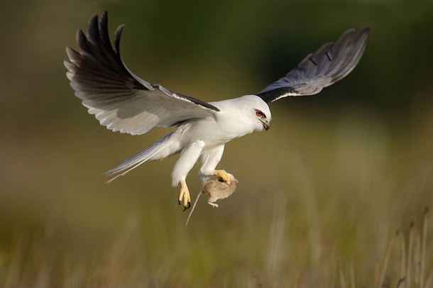 Black-shouldered Kite With Prey by Ofer Levy 