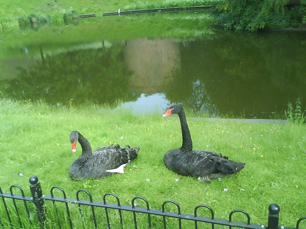 Black Swans in park Netherlands 